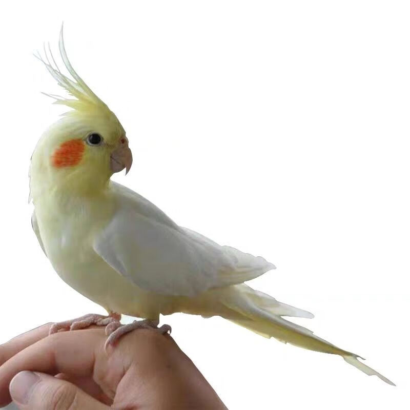 泽驭名宠(zeyu mingchong)玄凤鹦鹉活体手养黄化幼鸟玄凤一对可繁殖