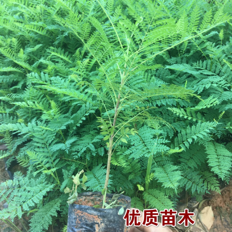 花姬蓝花楹树苗 蓝花楹小苗 庭院植物 度假村风景树 公园观赏树蓝花楹