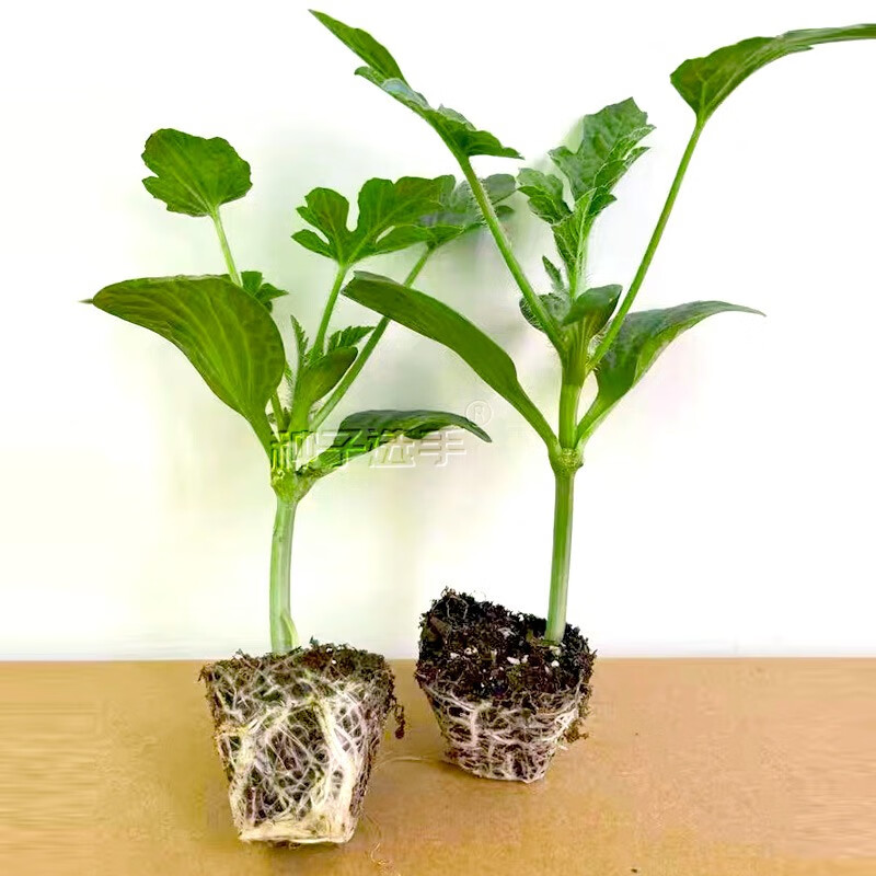 农之子 冰糖麒麟西瓜种子8424苗西瓜籽南方 种 子籽水果吊瓜 8424西瓜