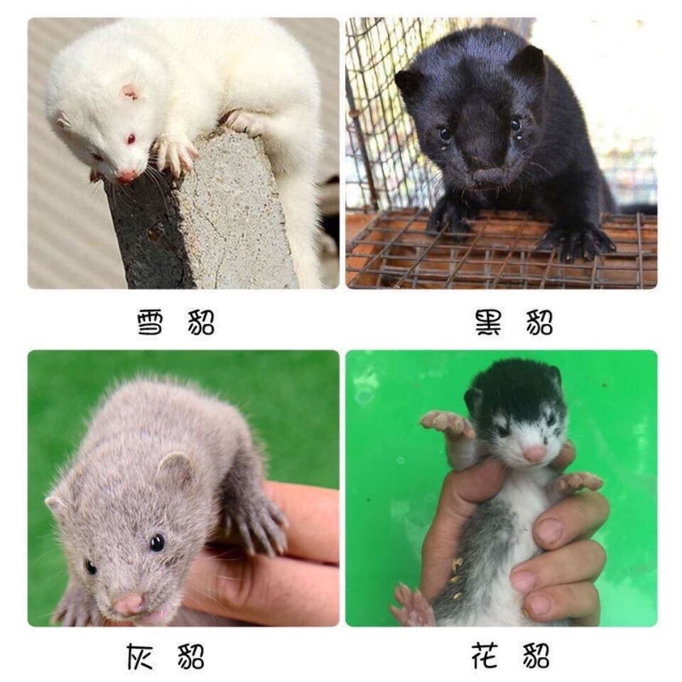 宠物貂安格鲁貂小雪貂活物安哥鲁白貂幼崽活体安德鲁玛雪儿小龙貂