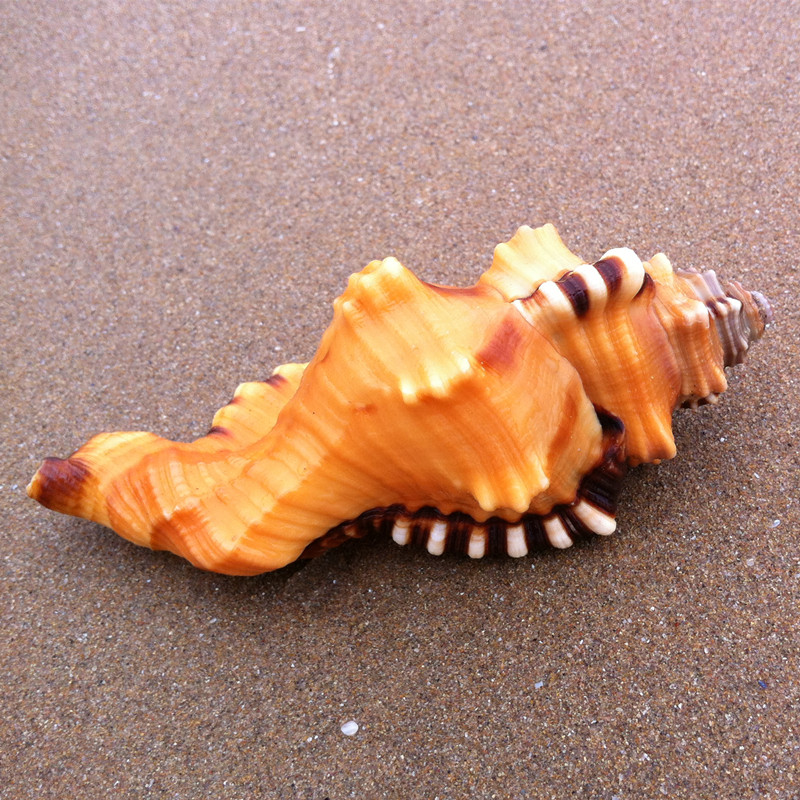 象鼻螺 天然海螺贝壳摆件工艺品 稀缺螺贝收藏 精美礼物海洋标本a 8