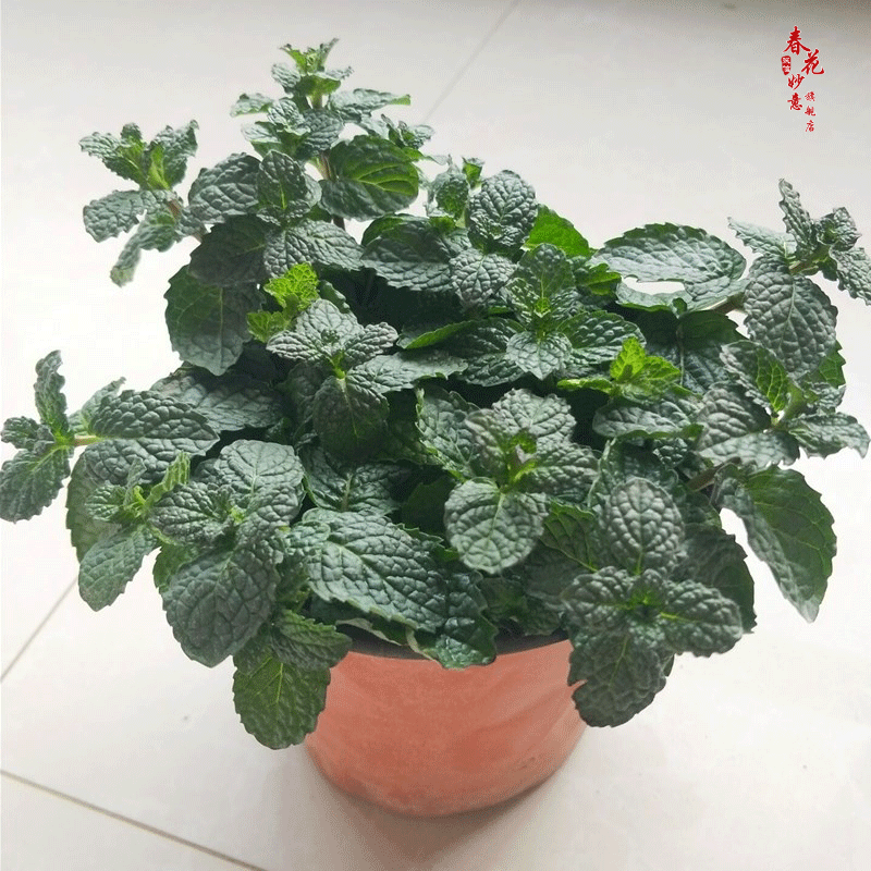 薄荷盆栽新鲜薄荷叶办公室内植物薄荷苗子绿植 薄荷不含盆 默认分类