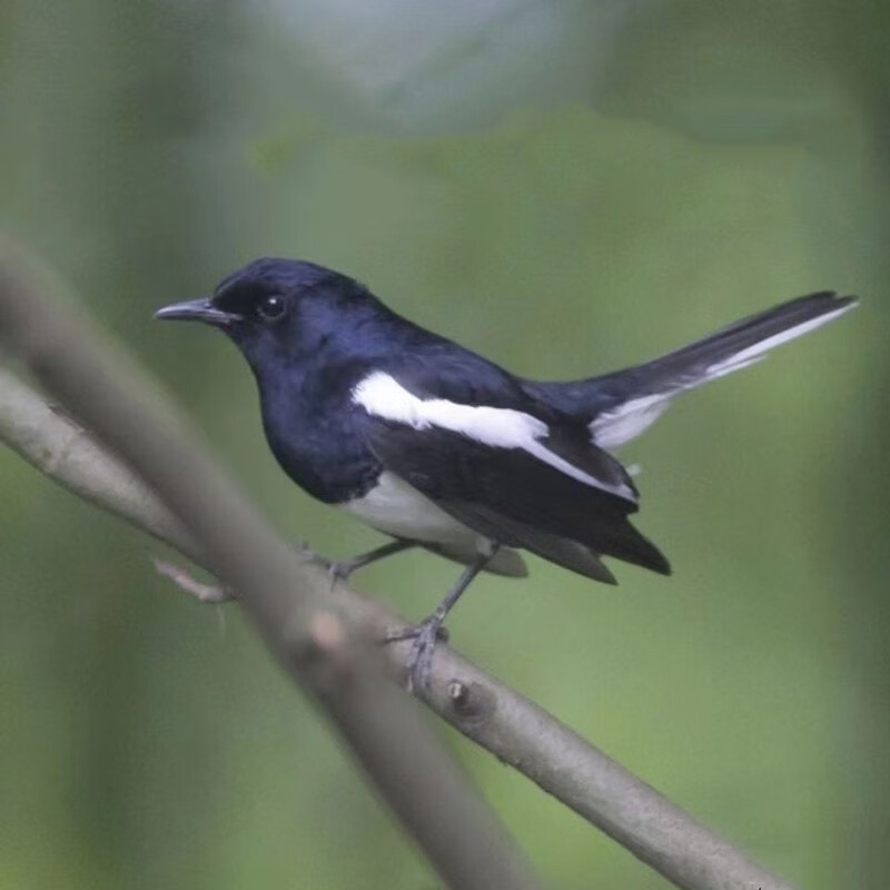 绮花 2只装仿真喜鹊 假鸟仿真羽毛小鸟摆件模型花园阳台黑白相间