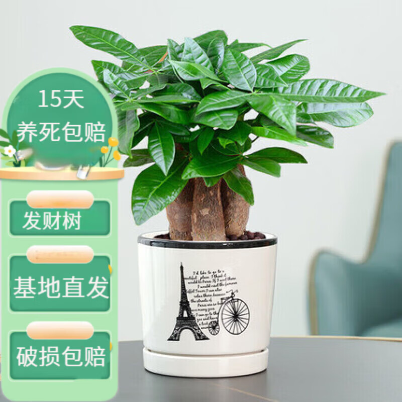 ���ѷ��������԰칫���������ڿ���������ֲС�辰������ֲ�ﻨ�� ��������+���˷����� 19Ԫ