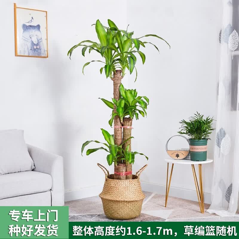 Only you【两小时达】巴西木也门铁幸运木办公室植物室内客厅绿植净化空气 B款步步高金心巴西木高性价比高么？