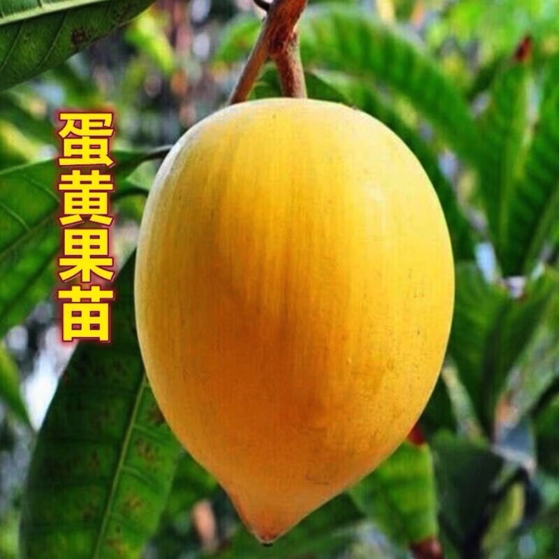 果树苗仙桃鸡蛋水果苗鸡蛋金黄黄心大果南方种植广西 实生苗鸡蛋果 1