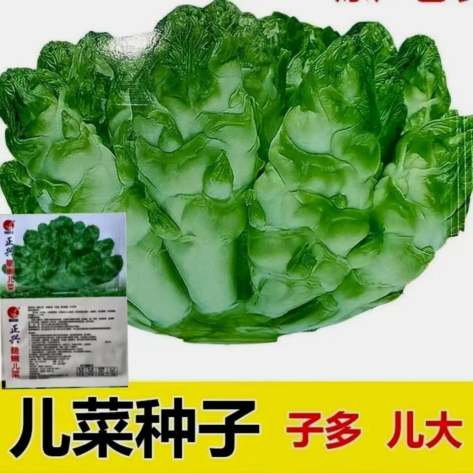 恬园小巷四川儿菜种子正宗四季儿子菜娃娃菜抱子芥菜秋季早熟蔬菜种籽