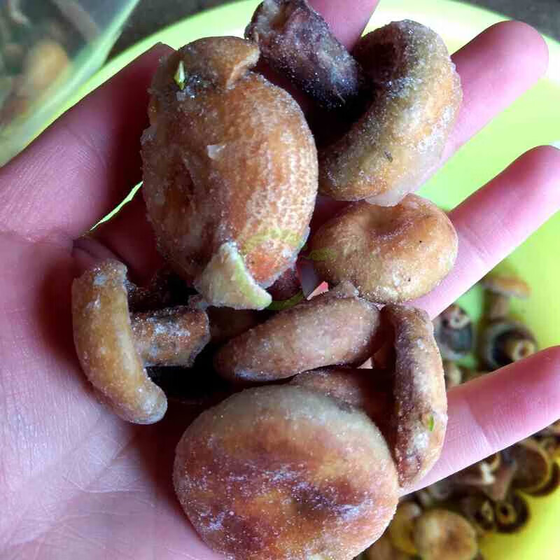 舌尖享受谷熟菌【顺丰】菇朵黄谷熟云南野生菌蘑菇铜绿重阳紫花乌枞菌