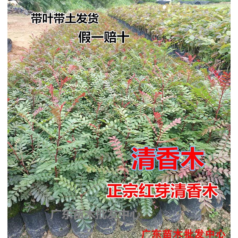 花姬正宗红芽清香木树苗庭院阳台植物四季常青芳香盆栽清新小绿植 清