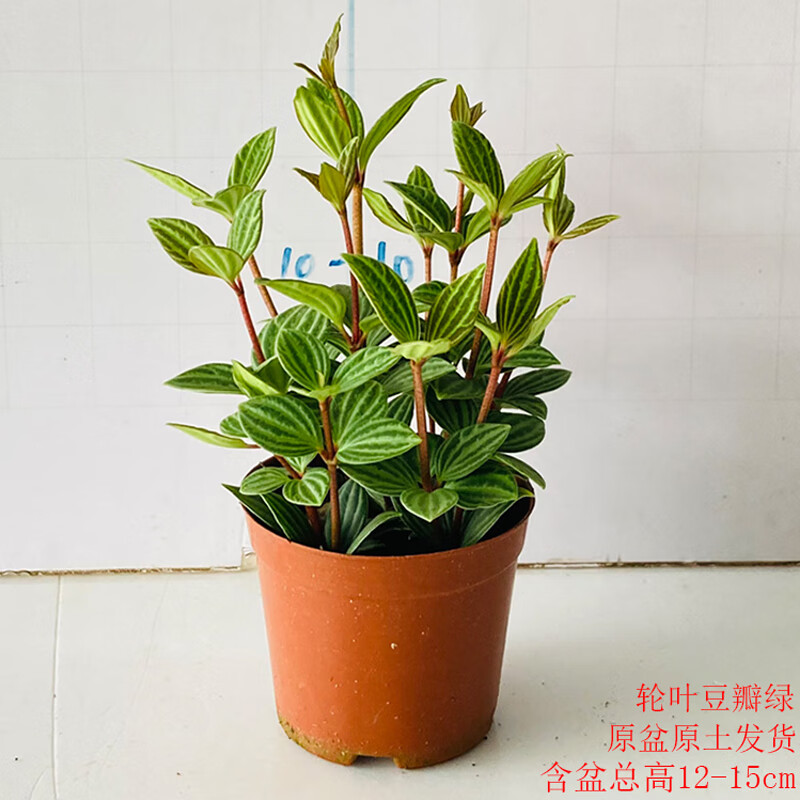 轮叶豆瓣绿盆栽室内吸甲醛净化空气办公室绿植北欧风花草四季常青 轮