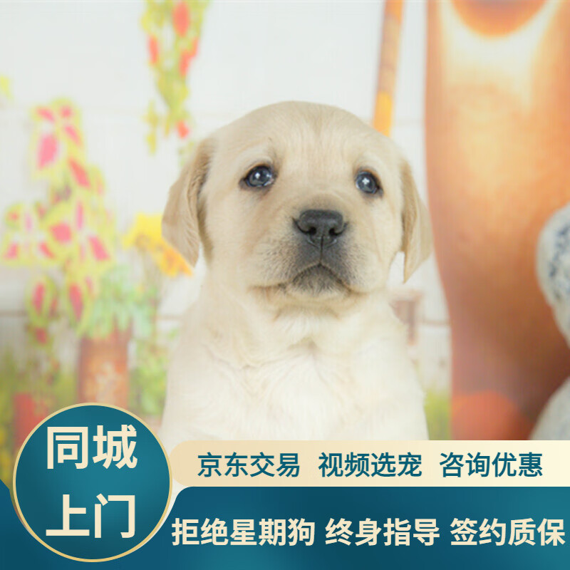 宁宠 拉布拉多幼犬拉布拉多犬拉不拉多小宠物狗狗活体崽黑黄色导盲犬