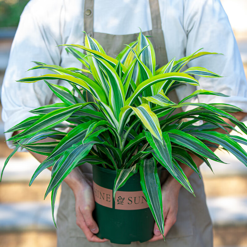 迈乐佳(maleejia)金边巴西美人铁盆栽室内阳台客厅吸甲醛好养植物花卉