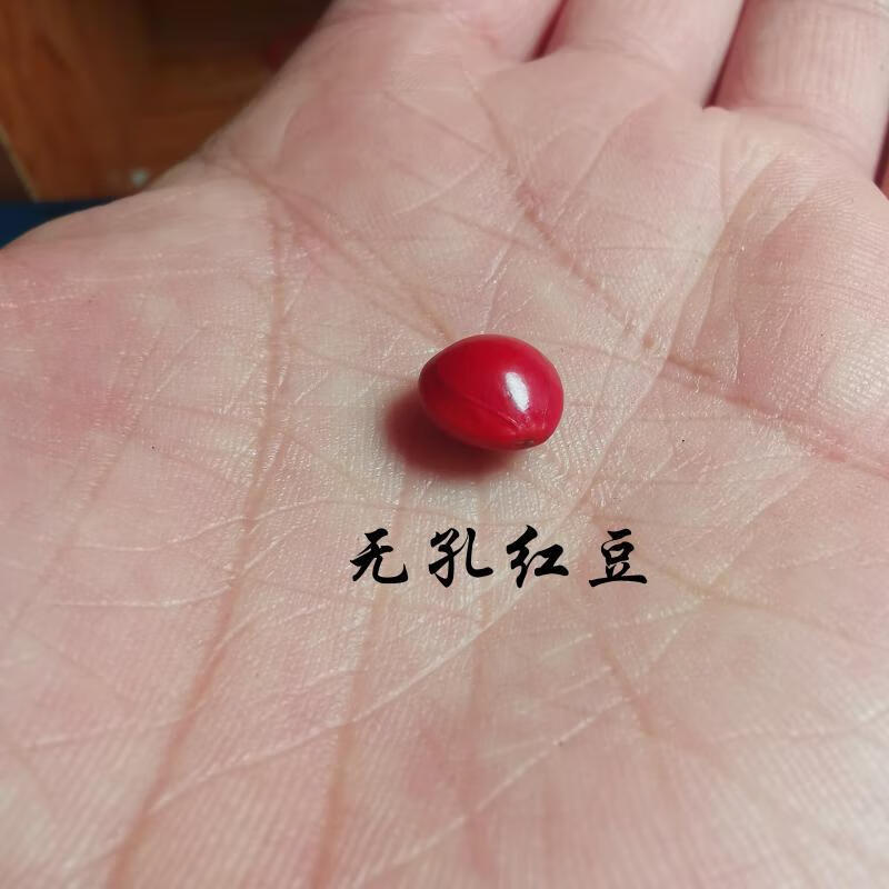 红豆菩提原籽相思豆海红豆手串手链散珠论斤红豆珠子一颗打孔 精选无
