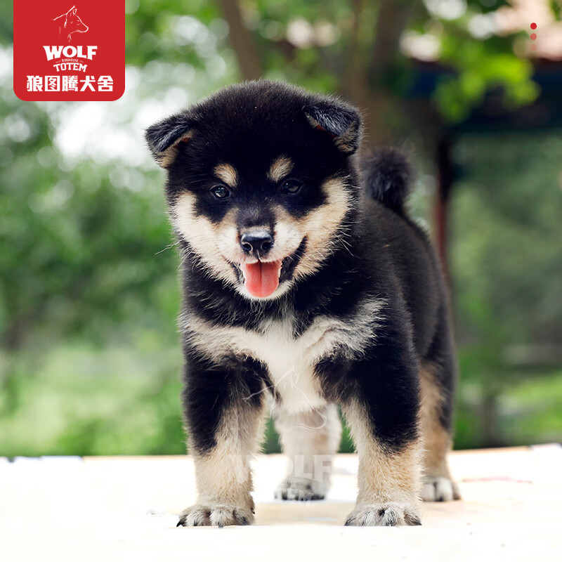 京狼图腾真实视频选狗国际纯种双血统柴犬幼犬活体宠物狗小型犬家养