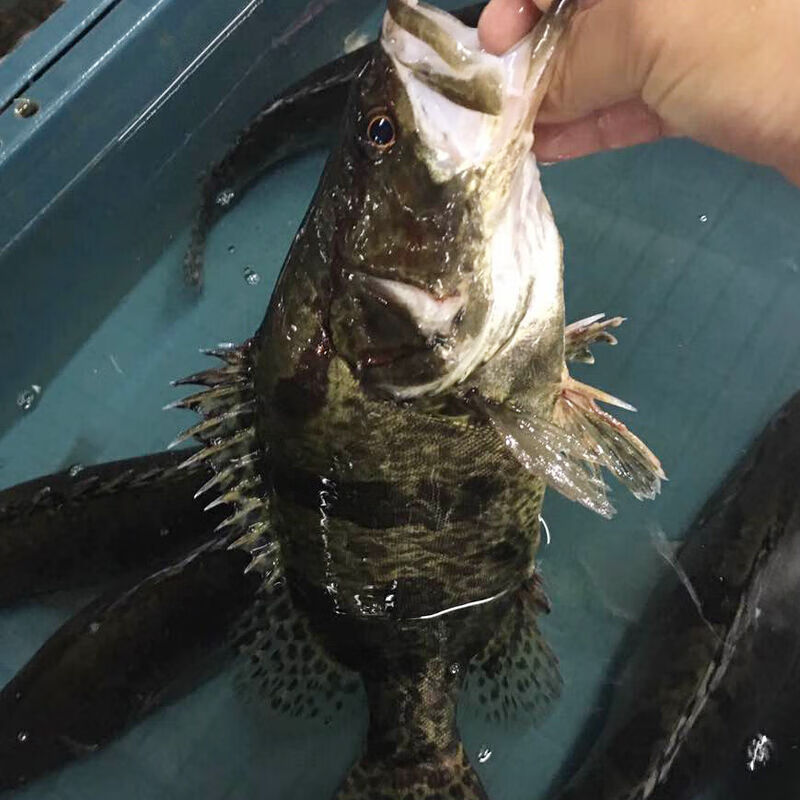 御泸鲜湘 微山湖纯正桂鱼 正宗鳜鱼鳌花鱼桂花鱼季花鱼淡水鱼新鲜鲜活