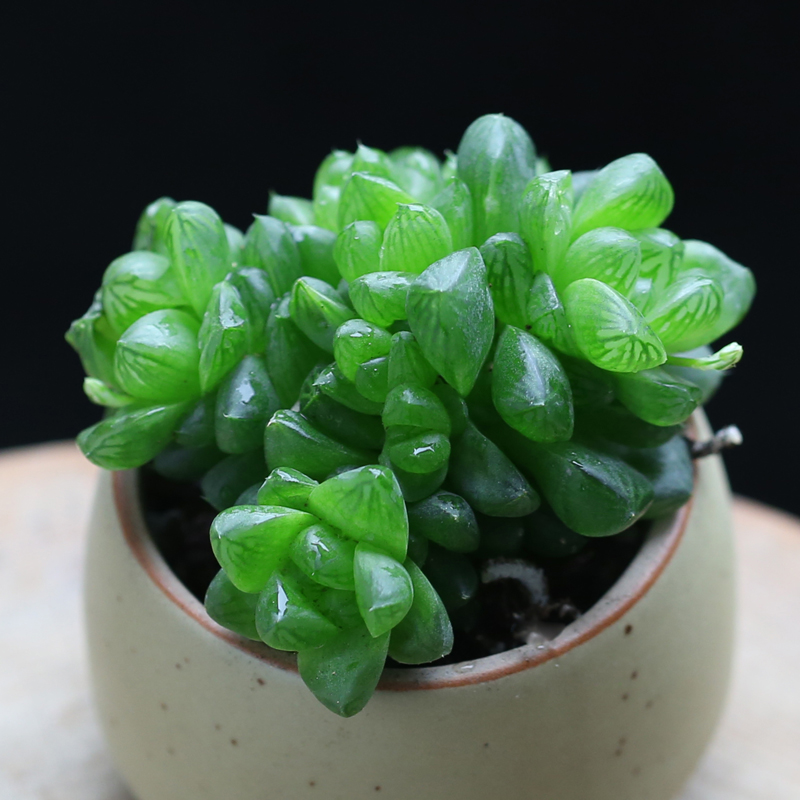 壹分皿玉露集合 阿福花科十二卷属 多肉植物盆栽桌面迷你萌肉 星辰