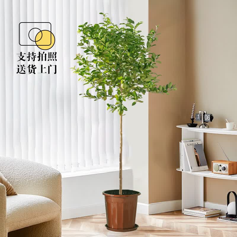 花兮绘香水柠檬树盆栽大型绿植直播 柠檬高1.6-1.8m带花或带果含塑料盆怎么看?