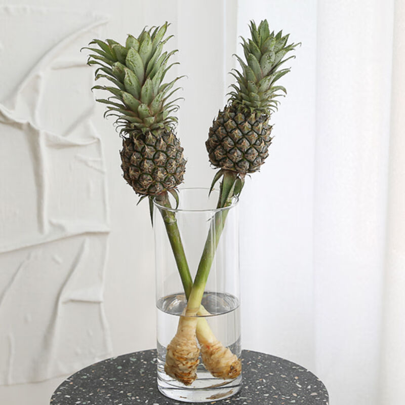 江影清迷你小菠萝黑凤梨观赏鲜切花长期水养可食用水培空气清新装饰花