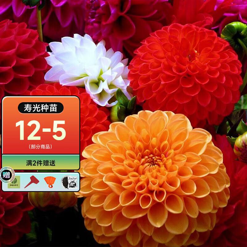 花草林木类历史价格走势|花草林木类价格比较