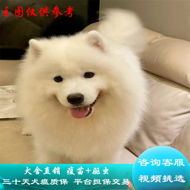 桓瑞宠物纯种宠物狗狗活体大白熊犬幼犬幼崽大型犬 宠物级a款 公