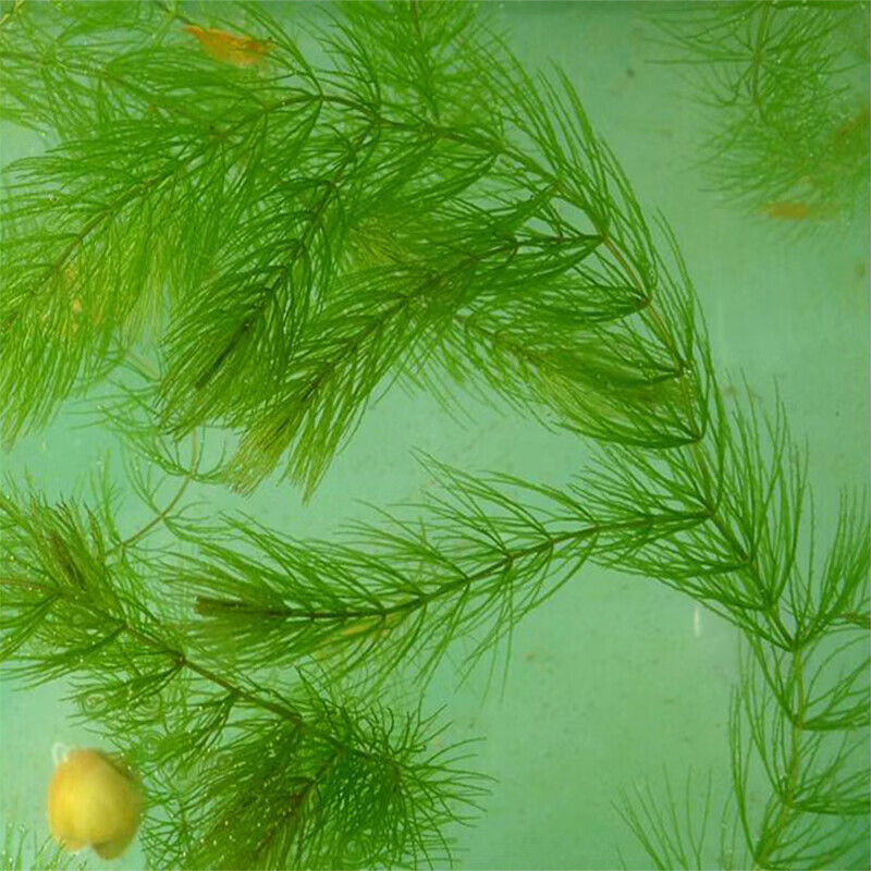 余三哥(yusange)印度竹节草水草蜈蚣草金鱼草淡水鱼缸造景虾缸草缸