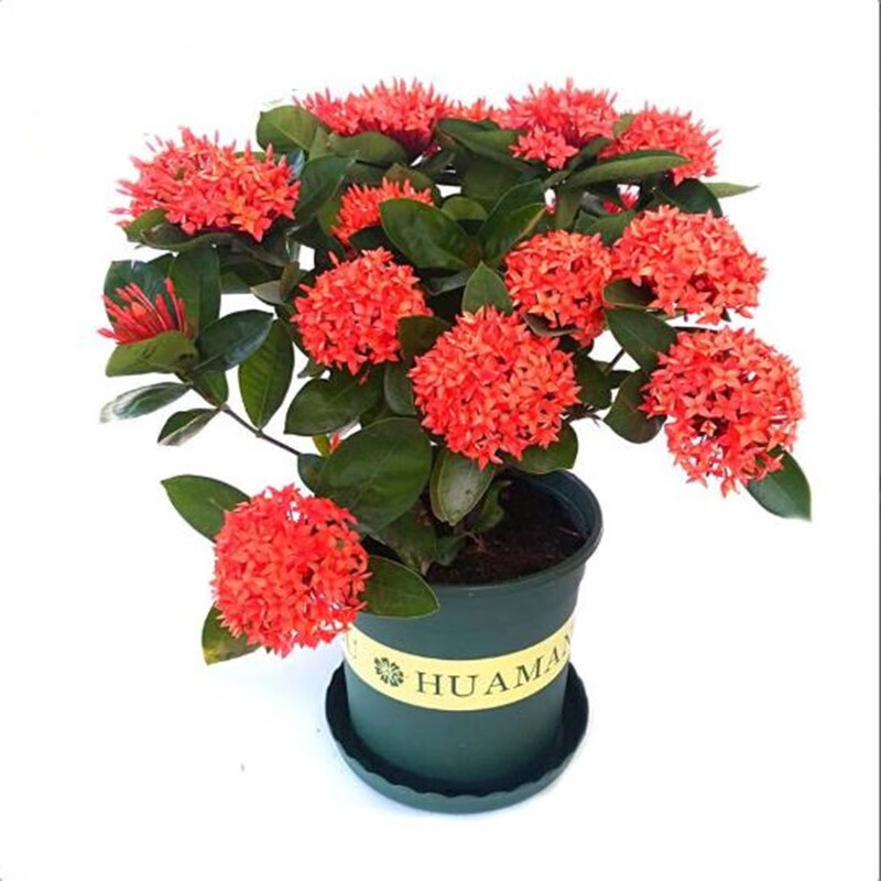 四季开花带花苞龙船花山丹丹植物盆栽庭院阳台种植 龙船花红花 不含盆