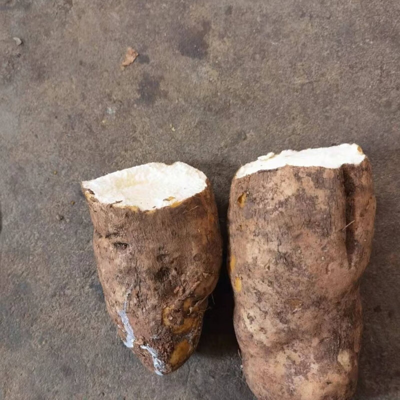 云南新鲜糯米山药淮山药粉糯农家蔬菜秤砣山药脚掌山药佛手山药 3斤断