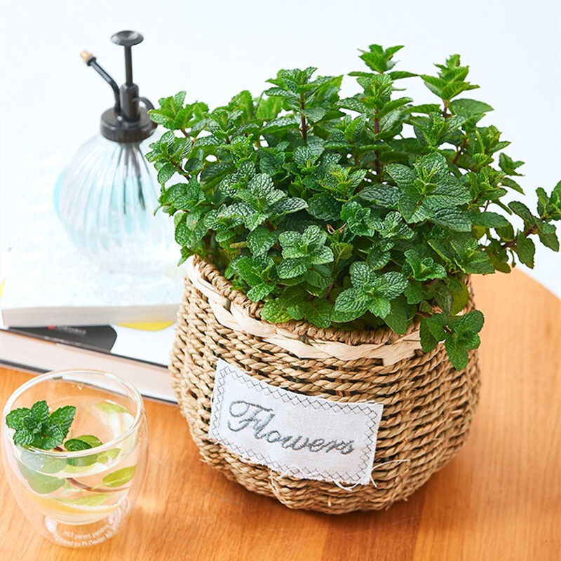 盆栽叶水培植物迷迭香绿植室内盆栽花卉客厅驱蚊草 薄荷 驱蚊草(原盆)