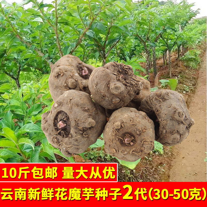 花姬云南高产2代花魔芋种子脱水消毒富源新鲜磨芋种粒种球1斤装高成活