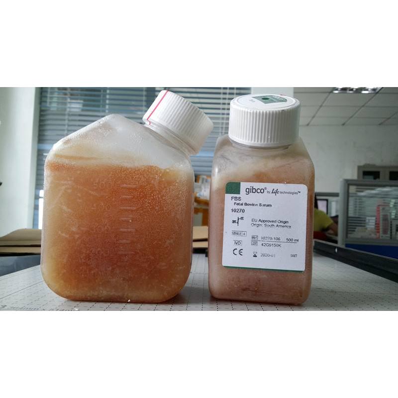 gibco 南美胎牛血清 10270106 fbs  10270-106