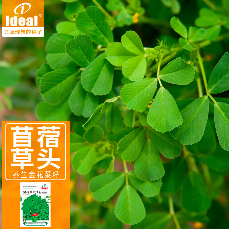 ideal理想农业 金花菜种子黄花大叶草头种子四季播耐寒蔬菜种籽20g*1