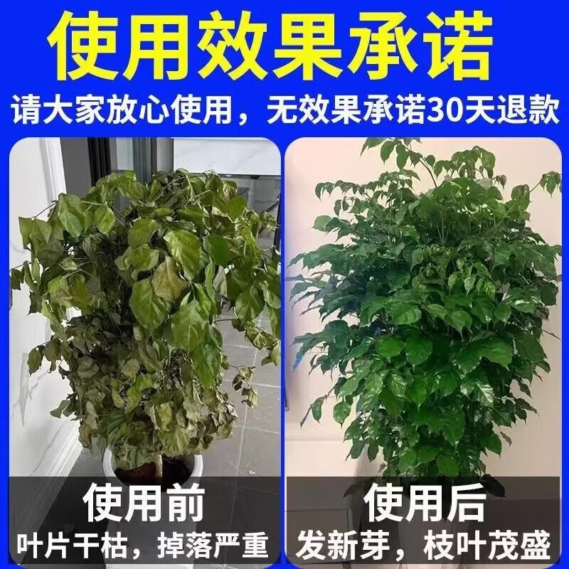 幸福树专用营养液落叶掉叶子专用肥料专黄叶烂根营养液专用肥料 1瓶装