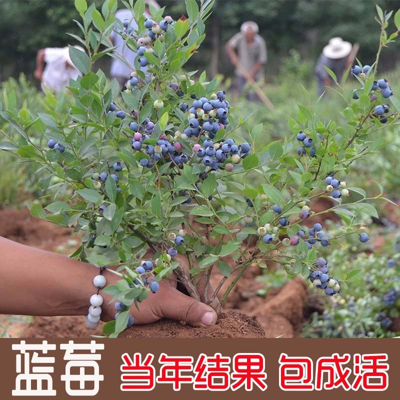 蓝莓苗盆栽地栽果树苗蓝梅树苗蓝莓苗四季南北方种植 3年苗(品种留言)