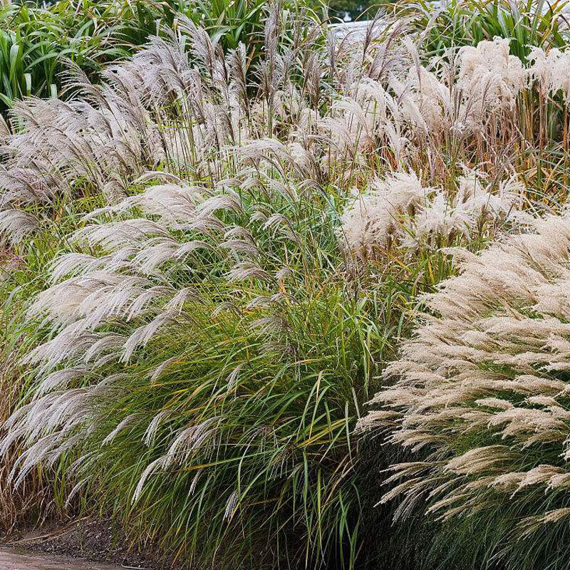 好客花乡四季易种活的室内阳台绿植盆栽庭院花卉细叶芒草种子花籽好客
