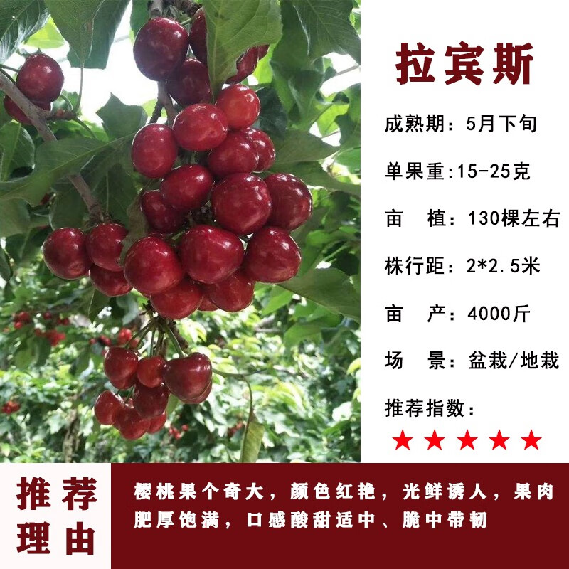 树苗大樱桃树苗南方北方种植盆栽地栽庭院阳台果树苗 拉宾斯4年苗结果