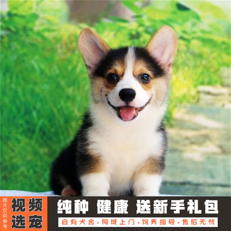 伊宠纯种柯基幼犬威尔士小短腿柯基犬宠物狗狗活体小狗活物幼崽 宠物