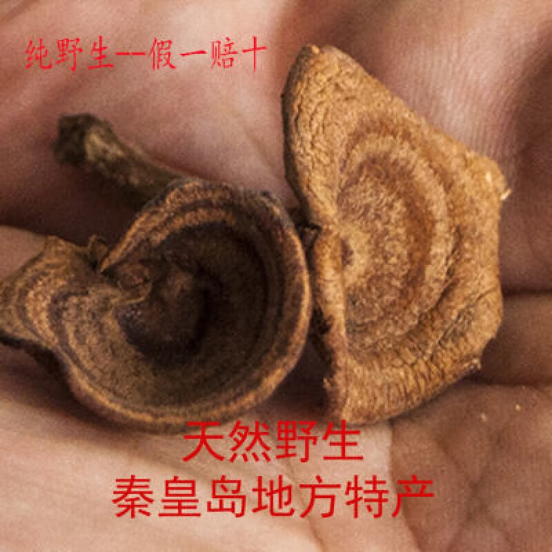 秦皇岛香蘑特产山货干货菌类花脸菇炖菜调味品增香料卤料 50g