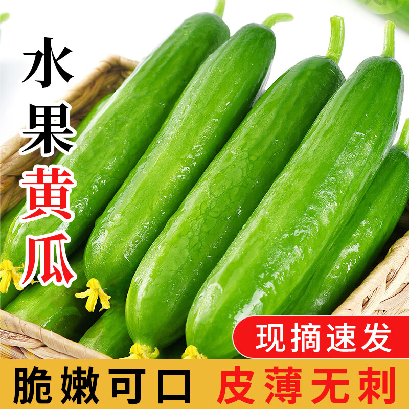谷优珍山东水果小黄瓜现摘 新鲜蔬菜健康轻食 脆嫩清甜小青瓜 产地直发 净 4.5斤 精品果 现摘精选