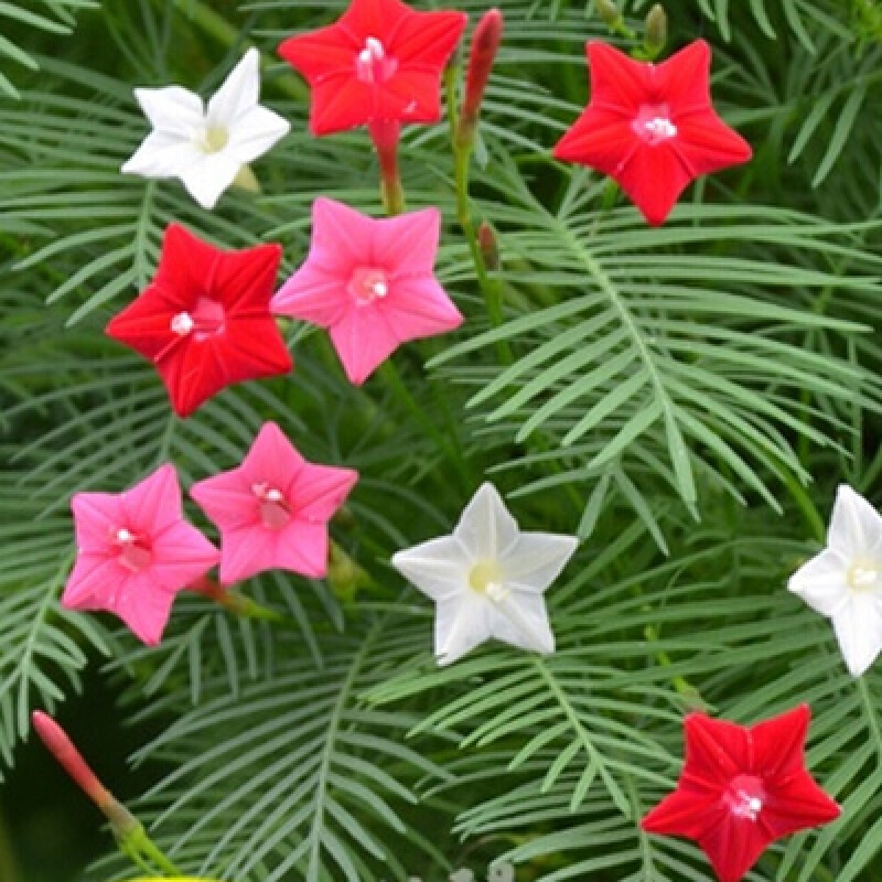 芗苒 种子羽叶茑萝花种子五角星花种子爬藤阳台盆栽五星花种子 羽叶