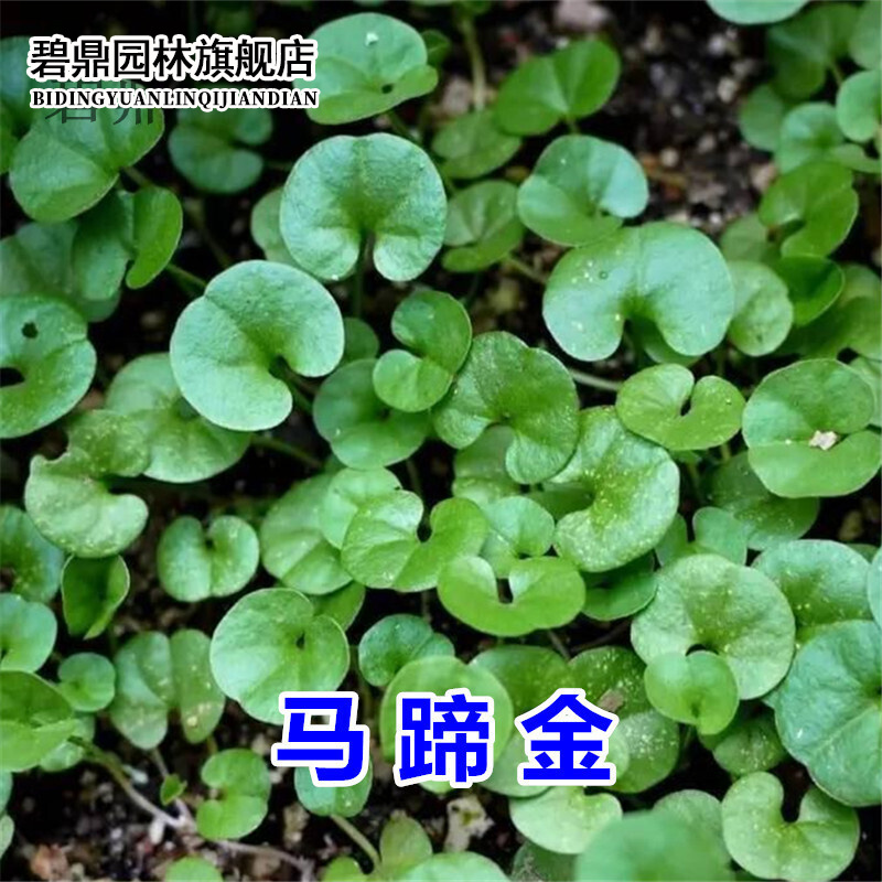 碧鼎 马蹄金种子草坪种子草籽马蹄筋四季常青室外耐高温绿化草坪种子
