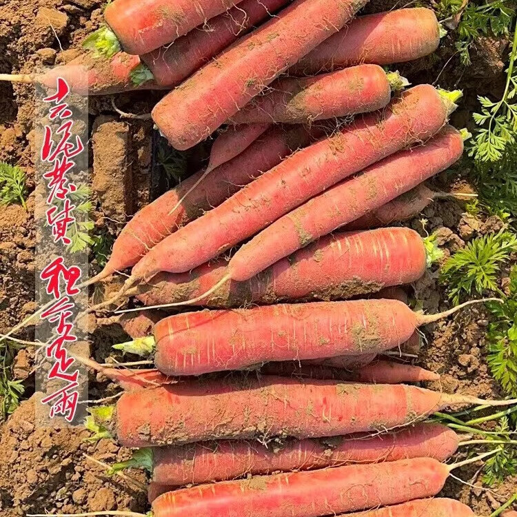 陕西自种沙地带泥红萝卜胡萝卜带泥即食 5斤装 5斤
