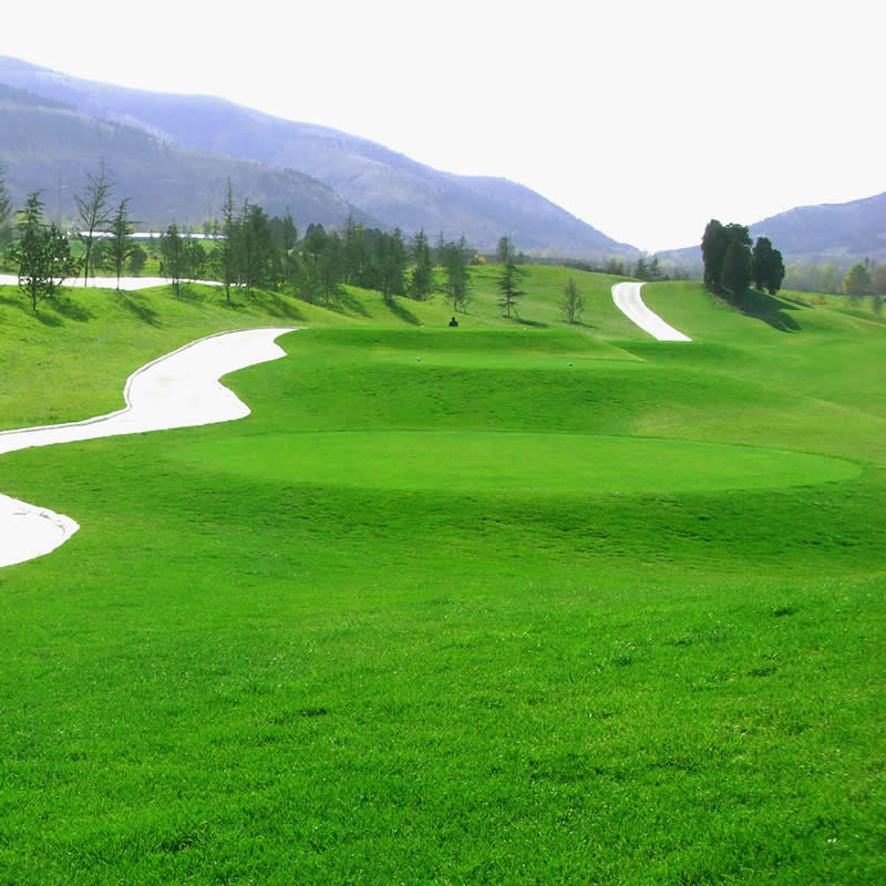 畷园匍匐剪股颖种籽高尔夫球场草皮种子高档别墅矮生四季常青草坪草籽