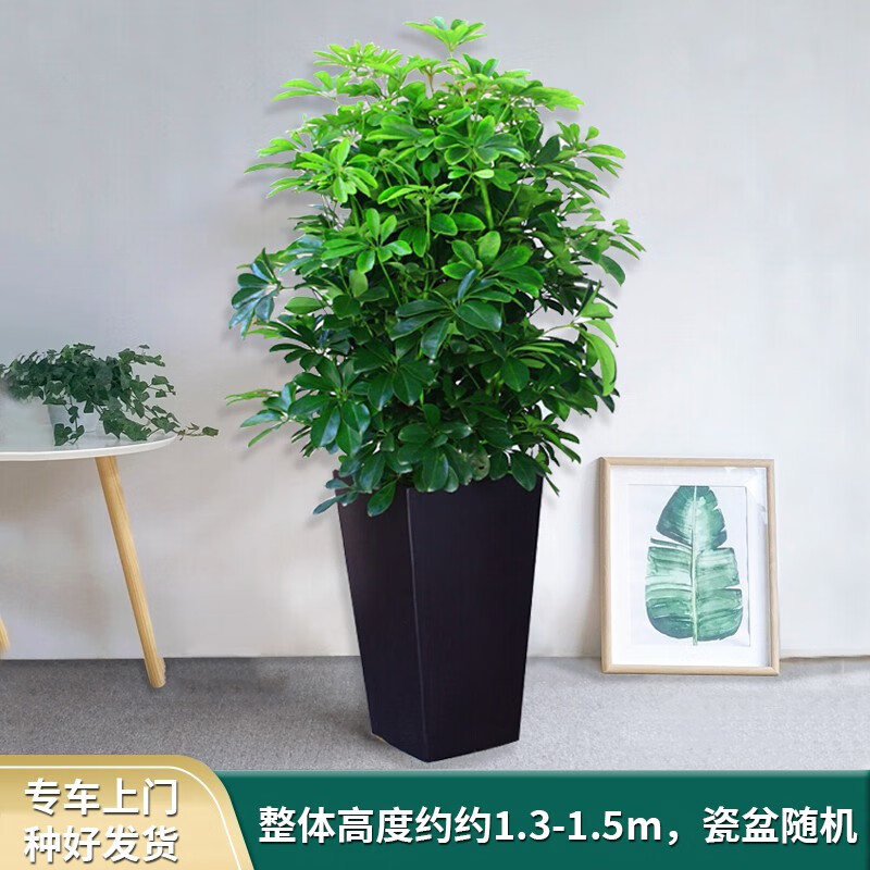 查找大型绿植历史价格|大型绿植价格走势图