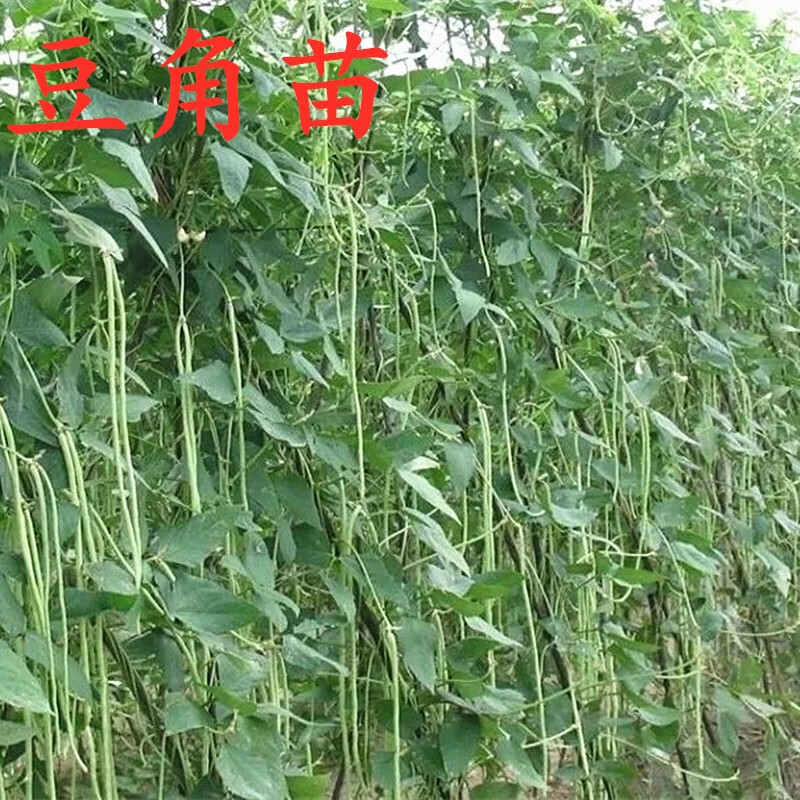 菜苗种苗各种秧苗辣椒苗番茄苗春季带土发货苗子阳台种 豆角苗【1颗】