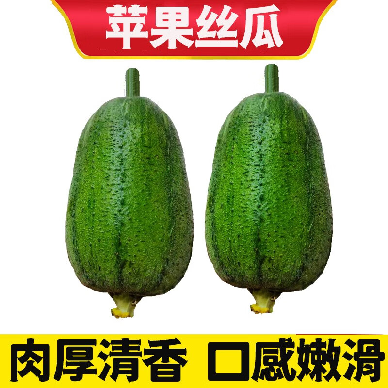 沃鲜谷 台湾苹果丝瓜 迷你肉丝瓜 新鲜当季蔬菜 5斤