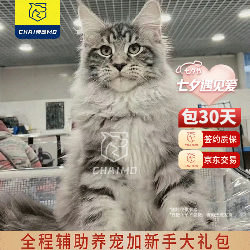 柴墨 柴墨 猫咪活体幼猫(选宠下单）宠物猫英短猫咪活体猫活体 缅因猫【宠物级】选宠下单高性价比高么？