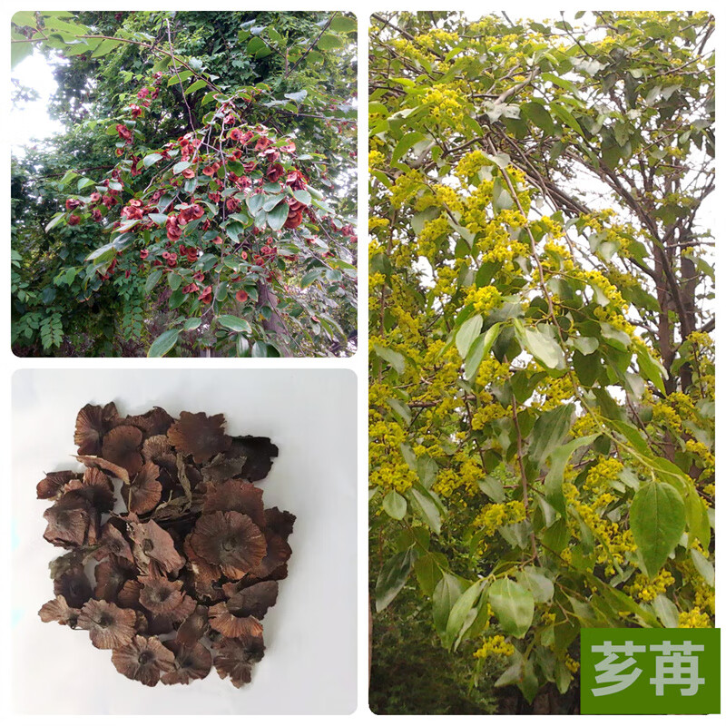 芗苒铜钱树种子金钱树种子金钱树摇钱树金钱槭绿化林木种子四季庭院