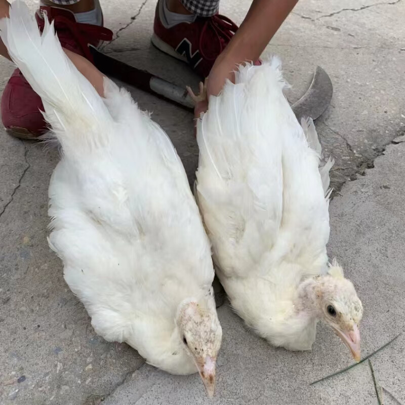 白花幼苗宠物鸟 活物开屏观赏 幼崽一对 快递发货包活 五个月白孔雀