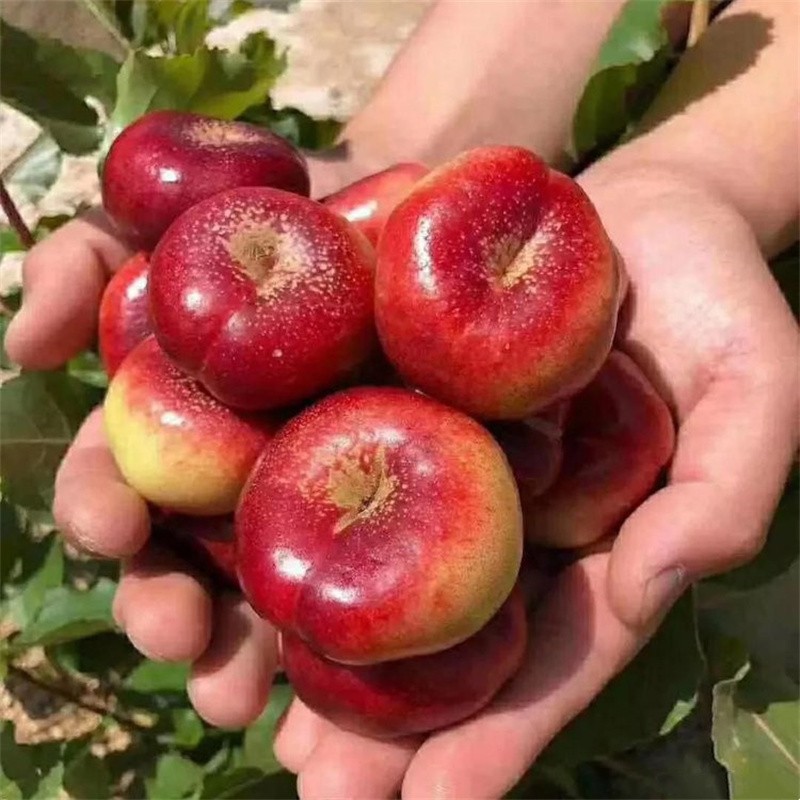 caifan纽扣蟠桃明月油蟠桃脆甜孕妇水果当季现摘桃子 3斤