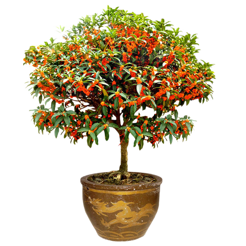 ����Եԭ��������߸˹𻨴���ͥԺ����Ũ���ͽ�𵤹������ļ����� ��� 3����1.5-1.7�׸�ȫ�ڷ����꿪��